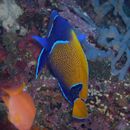 Pomacanthus navarchus (Cuvier, 1831)