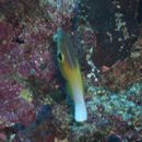 Labropsis alleni Randall, 1981