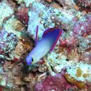 Nemateleotris decora Randall et Allen, 1973