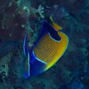 Pomacanthus navarchus (Cuvier, 1831)