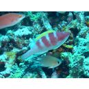 Cirrhilabrus flavidorsalis Randall et Carpenter, 1980