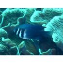 Neoglyphidodon thoracotaeniatus (Fowler et Bean, 1928)