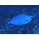 Naso brevirostris (Cuvier, 1829)