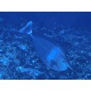 Naso brevirostris (Cuvier, 1829)