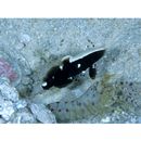 Lotilia klausewitzi Shibukawa, Suzuki et Senou, 2012