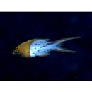 Bodianus anthioides (Bennett, 1832)