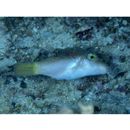 Canthigaster epilampra (Jenkins, 1903)