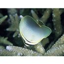 Chaetodon baronessa Cuvier, 1829