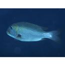 Monotaxis grandoculis (Forsskal, 1775)