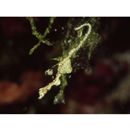 Kyonemichthys rumengani Gomon, 2007