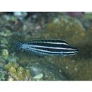 Meiacanthus grammistes (Valenciennes, 1836)