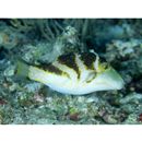 Canthigaster axiologa Whitley, 1931