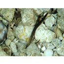 Phoxocampus diacanthus (Schultz, 1943)