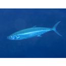 Grammatorcynus bilineatus (Ruppell, 1836)