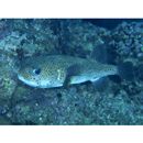 Diodon hystrix Linnaeus, 1758