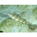 Amblyeleotris periophthalma (Bleeker, 1853)