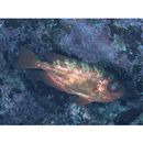 Heteropriacanthus carolinus (Cuvier, 1829)