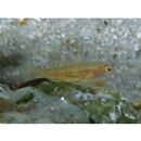 Trimma taylori Lobel, 1979