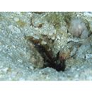 Cryptocentrus nigrocellatus (Yanagisawa, 1978)