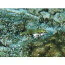 Halichoeres margaritaceus (Valenciennes, 1839) or Halichoeres nebulosus (Valenciennes, 1839)