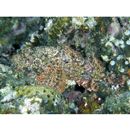 Scorpaenopsis macrochir Ogilby, 1910