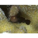 Paragobiodon echinocephalus (Ruppell, 1830)