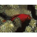 Neocirrhites armatus Castelnau, 1873