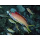 Pseudanthias dispar (Herre, 1955)