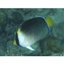 Chaetodontoplus mesoleucus (Bloch, 1787)