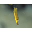 Aeoliscus strigatus (Gunther, 1861)