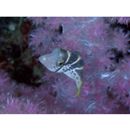 Paraluteres prionurus (Bleeker, 1851)