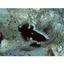 Lotilia klausewitzi Shibukawa, Suzuki et Senou, 2012