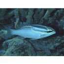 Scolopsis trilineatus Kner, 1868