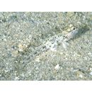 Istigobius goldmanni (Bleeker, 1852)