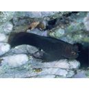 Cirripectes stigmaticus Strasburg et Schultz, 1988