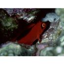 Neocirrhites armatus Castelnau, 1873