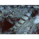 Amblyeleotris ogasawarensis Yanagisawa, 1978