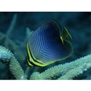 Chaetodon baronessa Cuvier, 1829