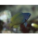 Pomacentrus nigromarginatus Allen, 1973