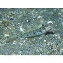 Vanderhorstia wayag Allen et Erdmann, 2012