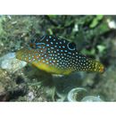 Canthigaster solandri (Richardson, 1845)