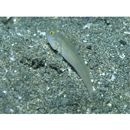 Valenciennea sexguttata (Valenciennes, 1837)