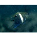 Chrysiptera biocellata (Quoy et Gaimard, 1825)