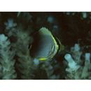 Chaetodon baronessa Cuvier, 1829