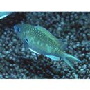 Chromis atripectoralis Welander et Schultz, 1951