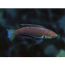 Cirrhilabrus punctatus Randall et Kuiter, 1989