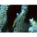 Oxymonacanthus longirostris (Bloch et Schneider, 1801)