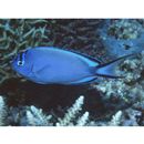 Genicanthus watanabei (Yasuda et Tominaga, 1970)