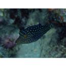 Canthigaster solandri (Richardson, 1845)