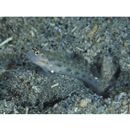 Ctenogobiops mitodes Randall, Shao et Chen, 2007